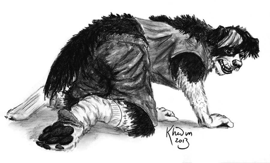 AgentCypher Border Collie TF - Sketch Commission by Ciervo