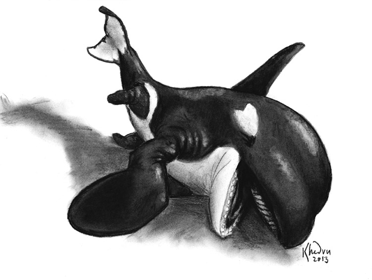 Dragoniade Orca TF Sequence by Ciervo