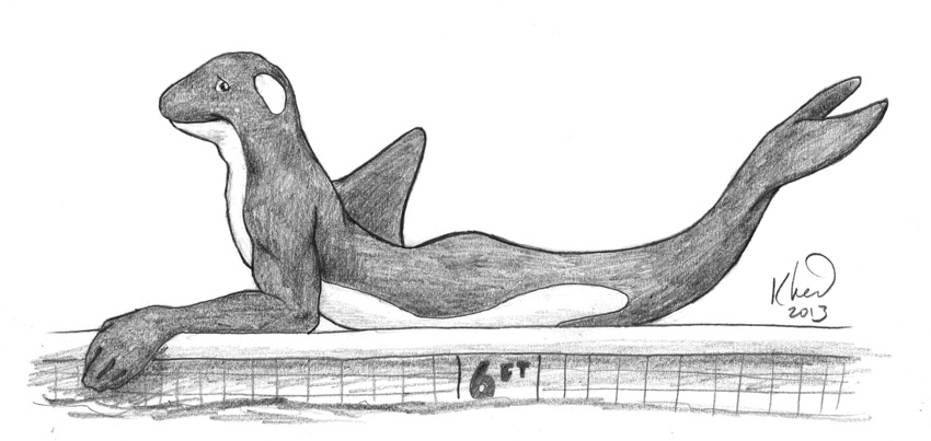 New Orca™ Integration Wetsuits! by Ciervo
