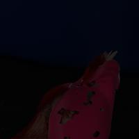 Sequence Image 16