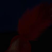 Sequence Image 17