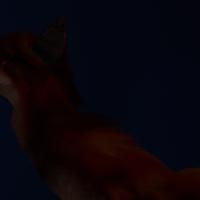 Sequence Image 22