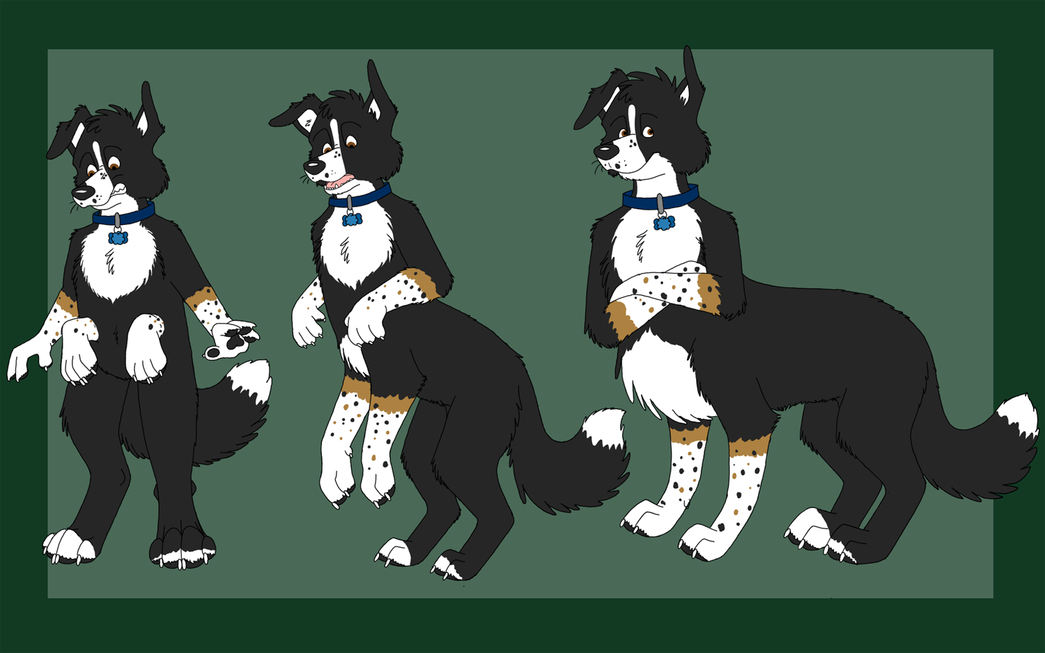 BCollie taur by Edthebordercollie
