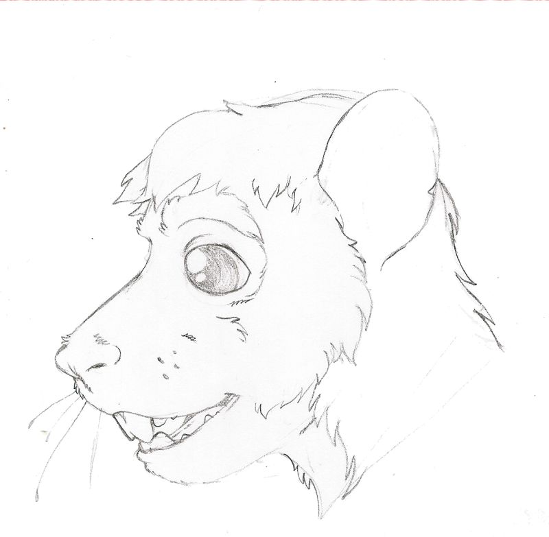 Rat Closeup by Everard