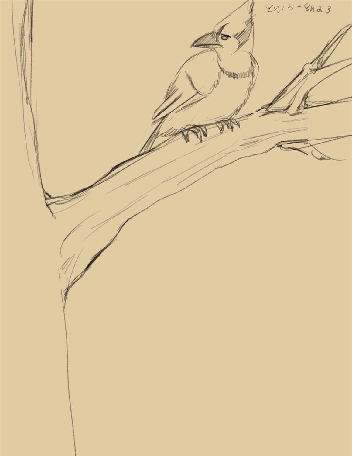 Commission: Feral to Anthro bluejay by Fringedog