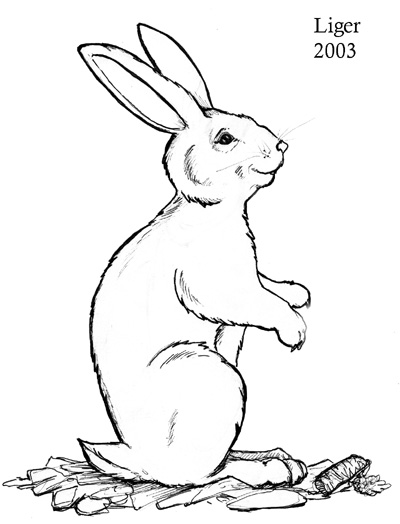 bunny by Liger
