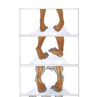 Wolfpawswithoutsocks by MjR