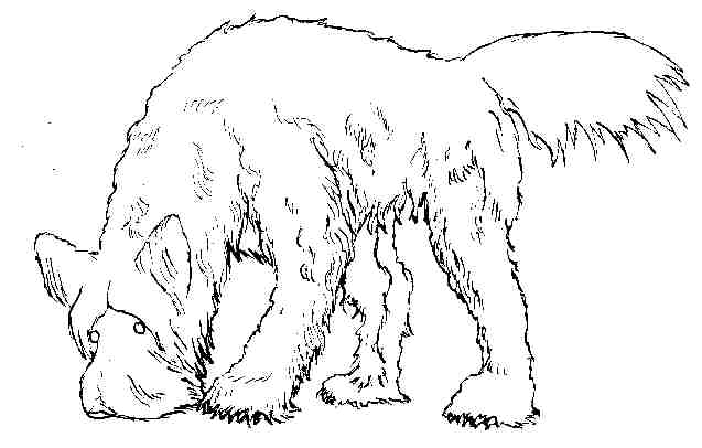 briard by PickleJuice