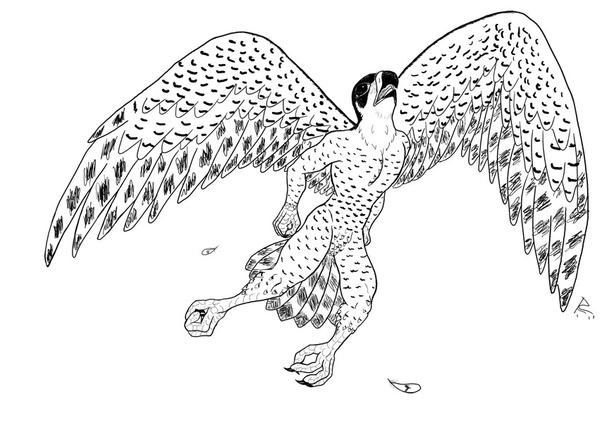falcon by Rey