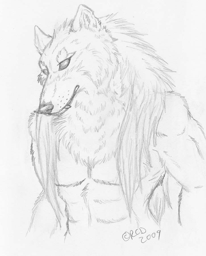 wolifsketch by Silverhyena