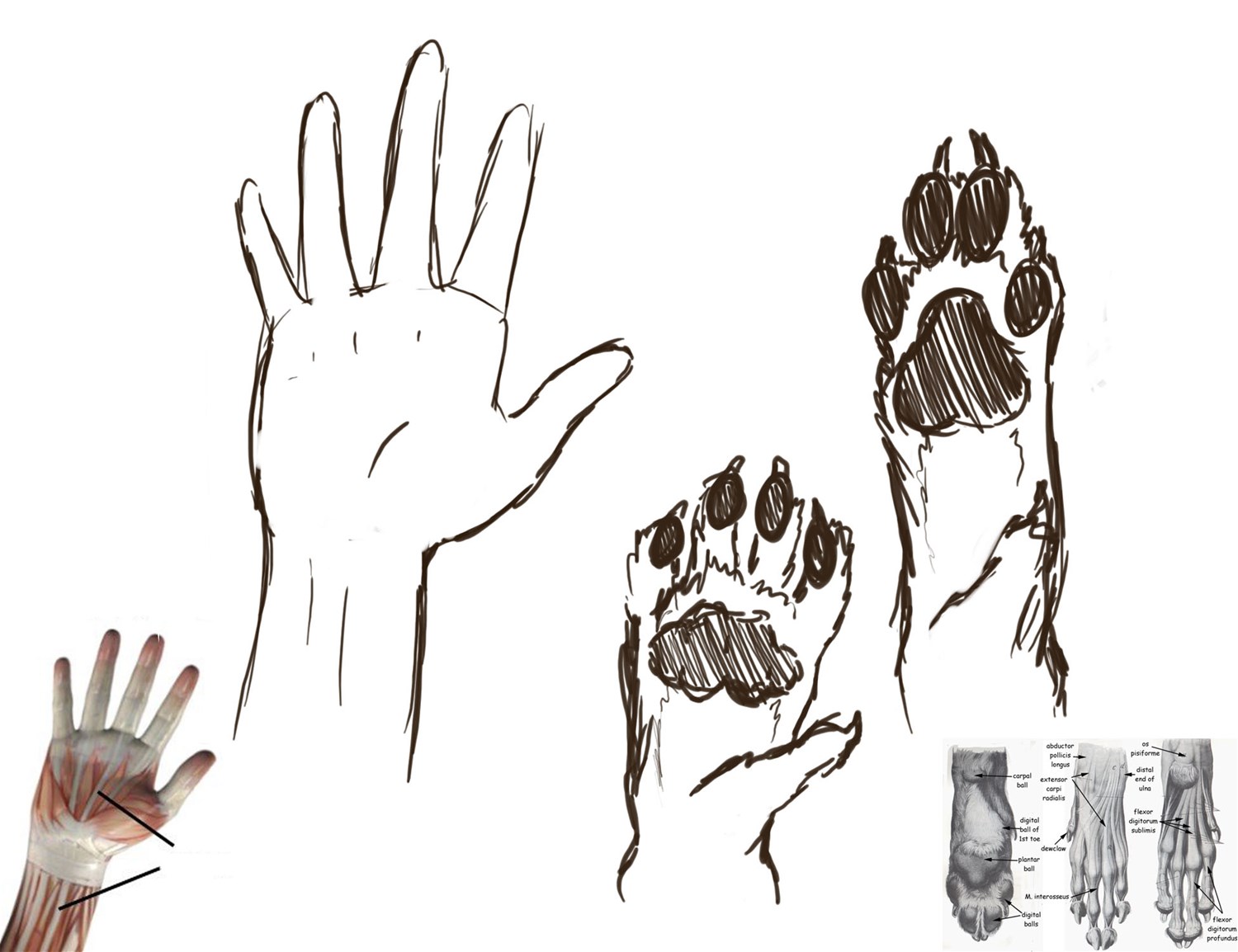 Hand-Paw by Pessimist